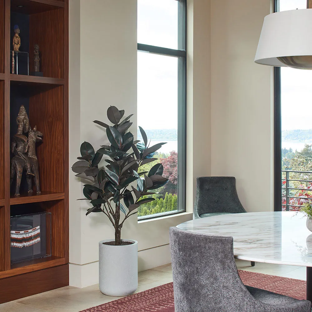 5' Rubber Tree in Modern Gray Planter