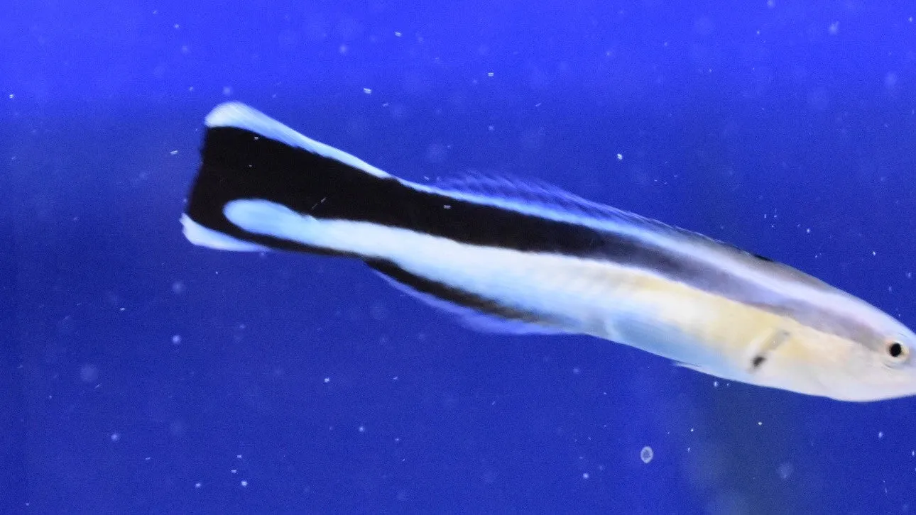 Bluestreak Cleaner Wrasse
