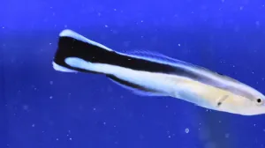 Bluestreak Cleaner Wrasse