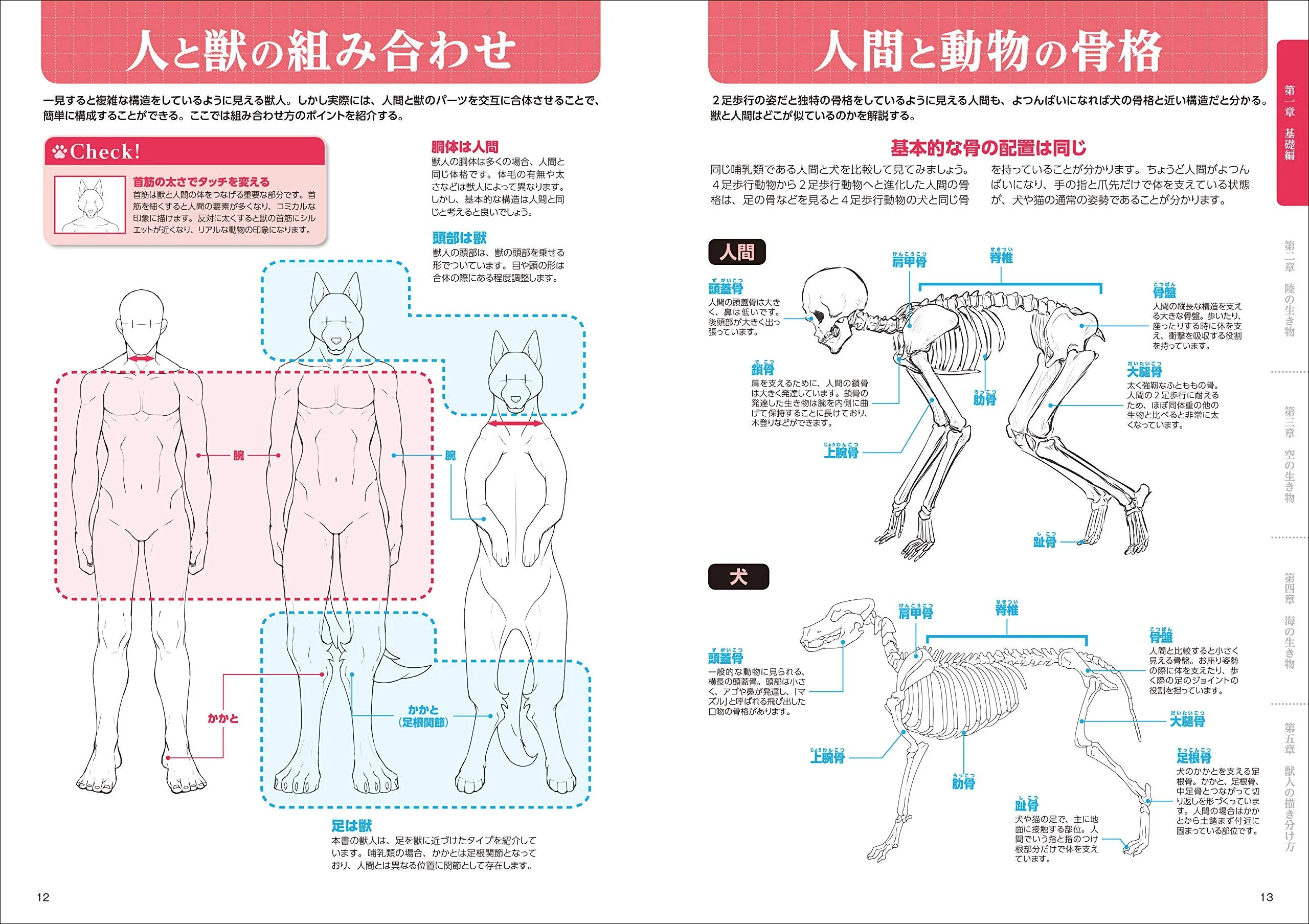 HOW TO DRAW A BEASTMAN