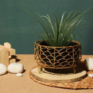 Luxurious Golden Net Black Planter