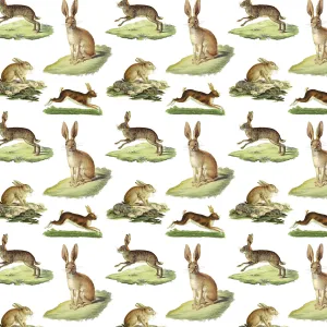 Rabbits Gift Wrap